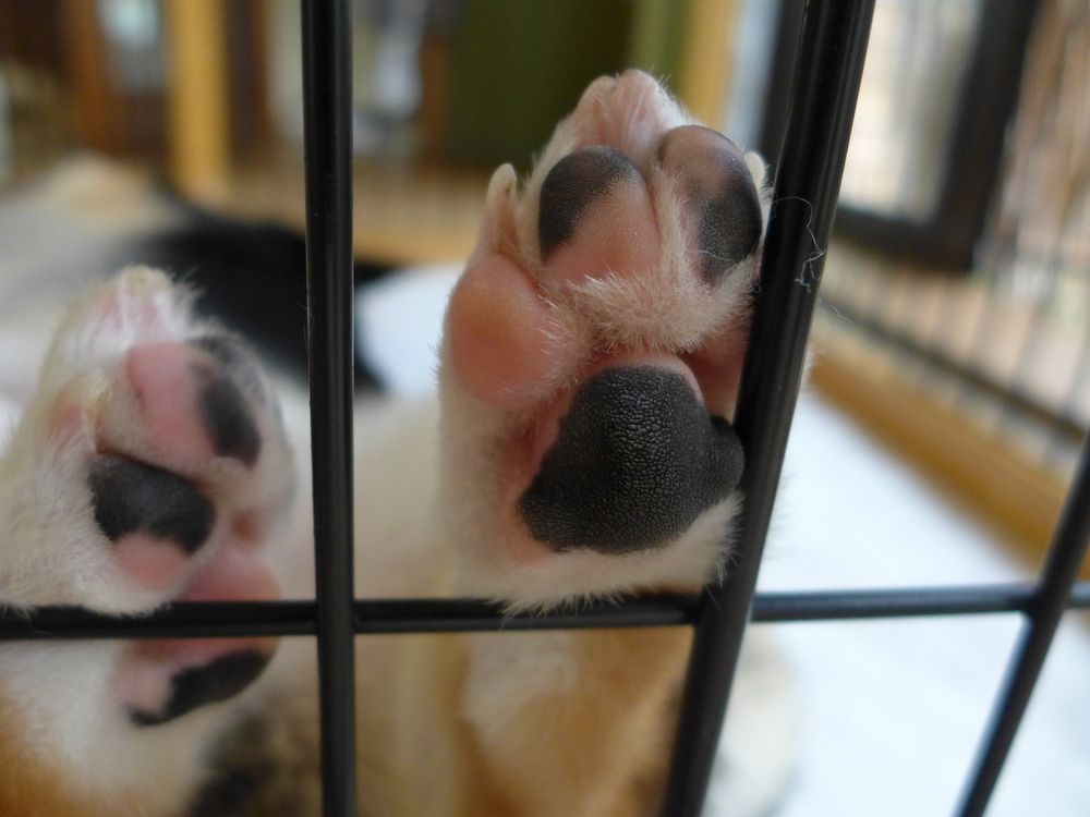 まだピンクで柔らかい仔犬の肉球。