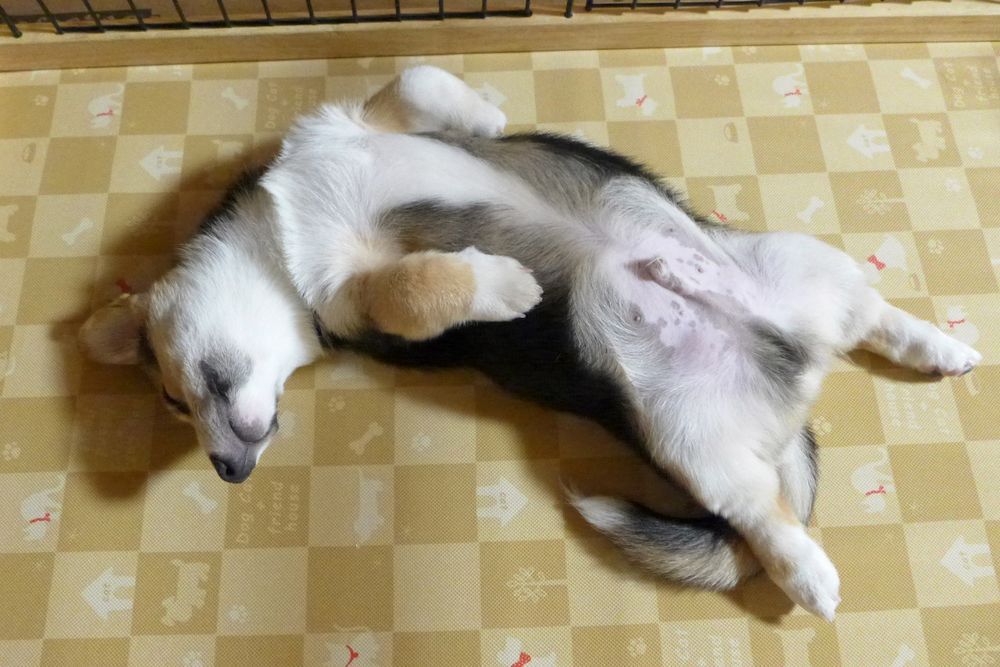 でろりんとひらき状態で寝ているしっぽつき三毛コーギーの仔犬。