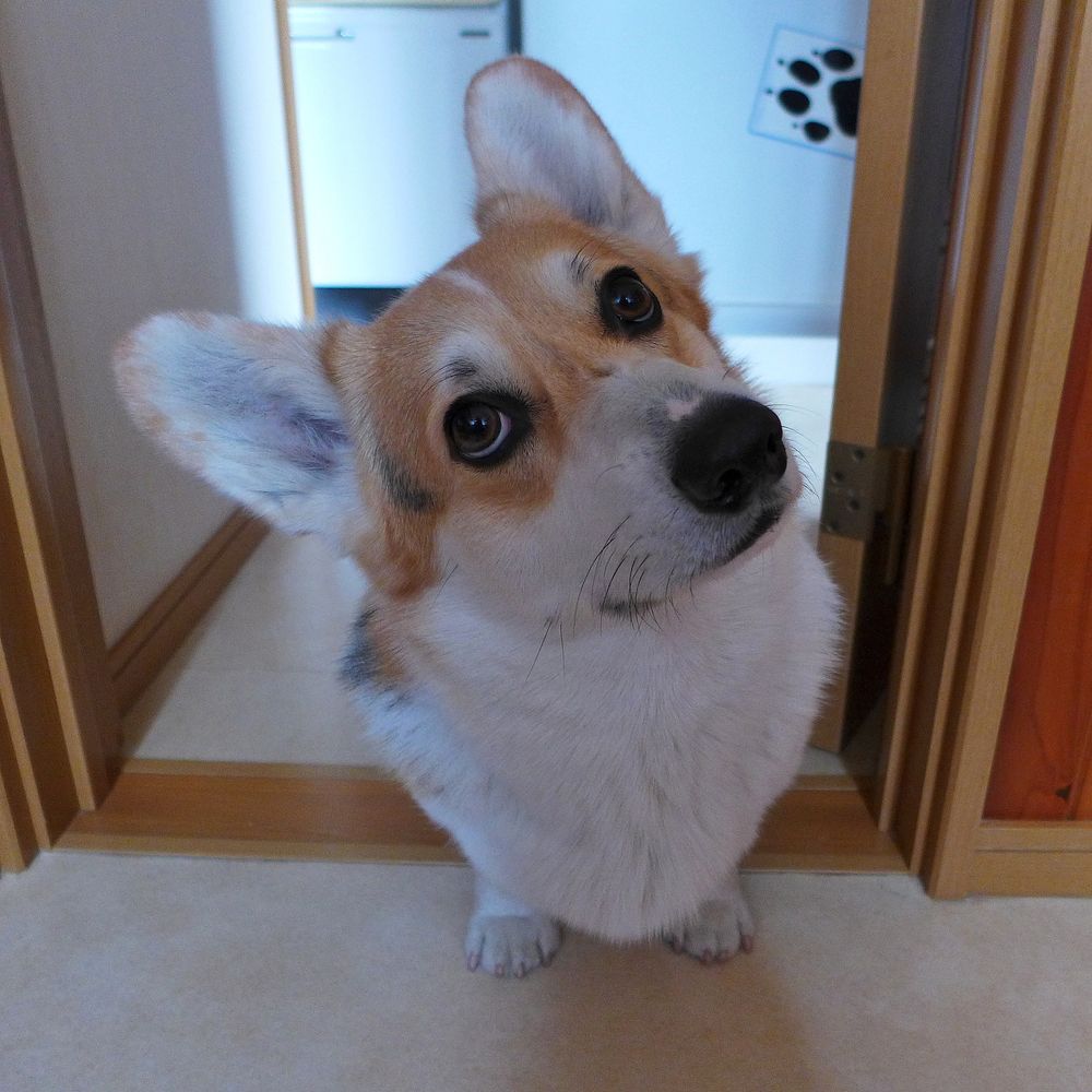 首をかしげてる三毛コーギー。