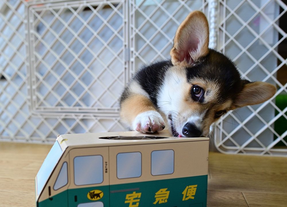 宅配便の車の形をした箱にかじりついてこっちを見ている三毛コーギーの仔犬。