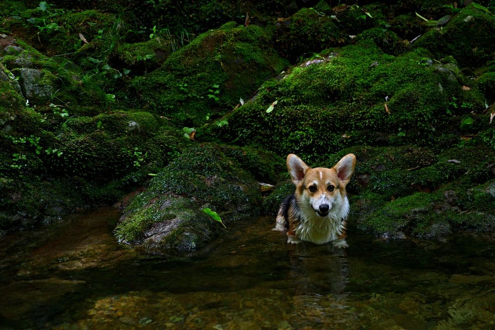 苔むす岩、きれいな水の小さな沢、三毛コーギーが水に胸まで漬かっている。
短い足が更に短く見えている。