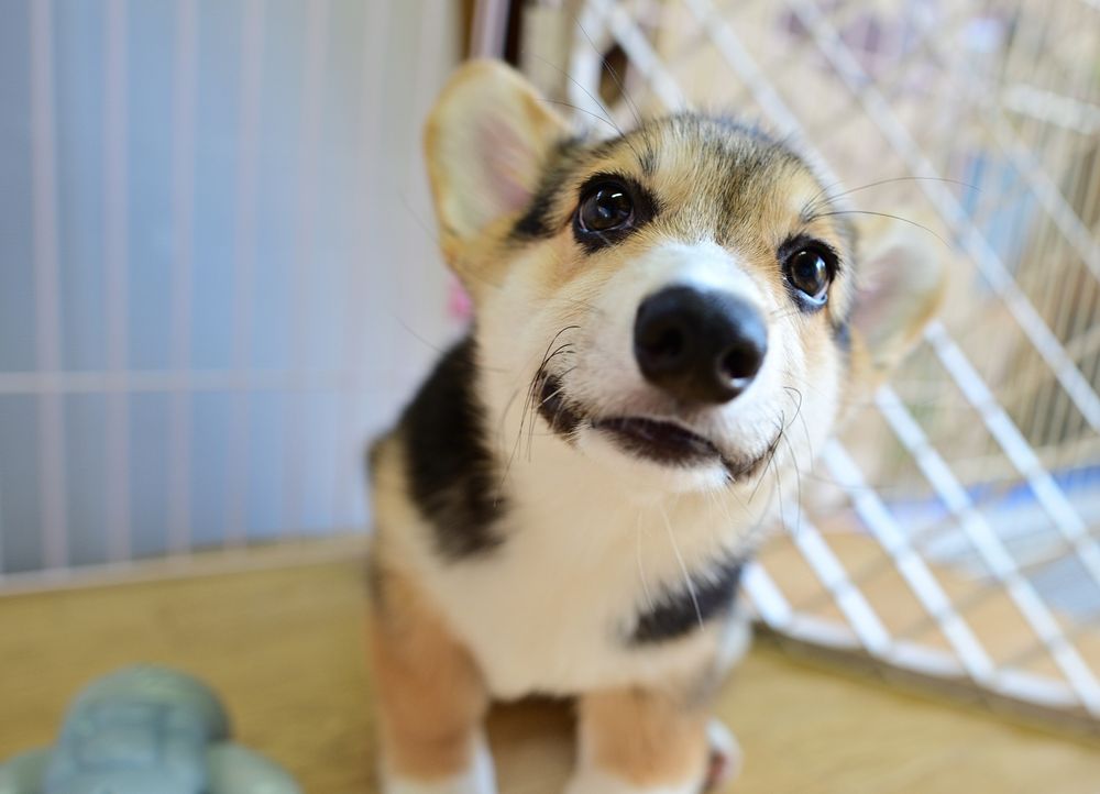 なんだかとっても得意そうな顔した三毛コーギーの仔犬。
