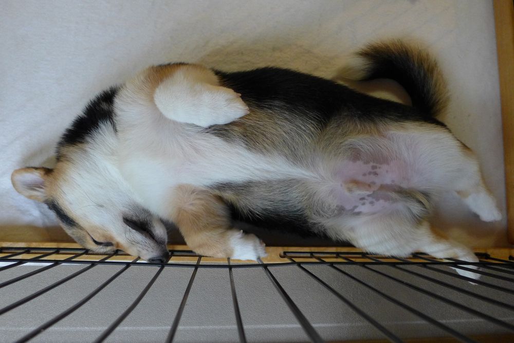 サークルに片足をひかけるようにして仰向けで寝ているしっぽつき三毛コーギーの仔犬。