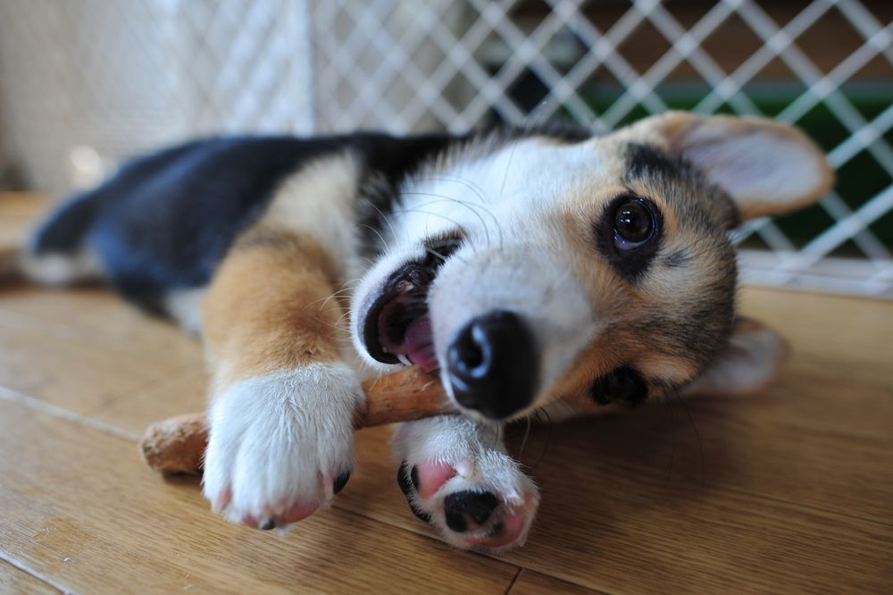 木のかじり棒に嬉しそうにかじりついてる三毛コーギーの仔犬。