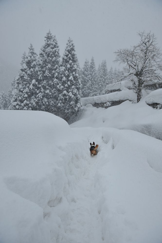 雪降り積もる山の棚田。人一人分踏みしめて作った細道を行くしっぽつき三毛コーギー。