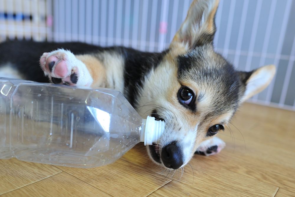 ペットボトルにかじりついてこっちを見ている三毛コーギーの仔犬。