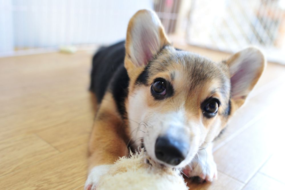 ヘチマにかじりついてる三毛コーギーの仔犬。
（仔犬感が薄れつつある頃）