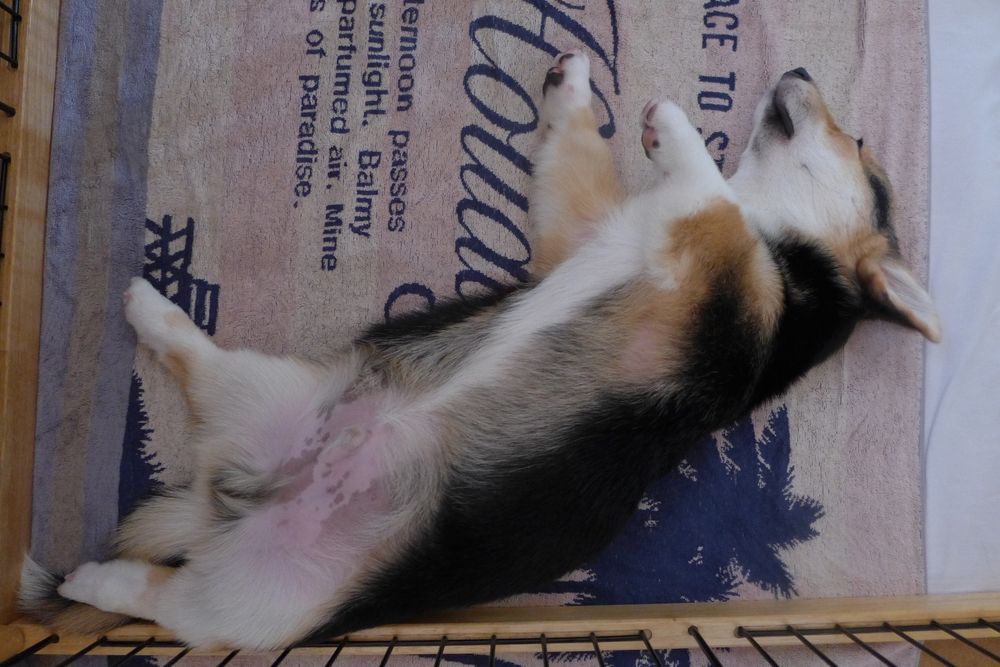 中途半端な「開き」（へそ天）で寝ているしっぽつき三毛コーギーの仔犬。
（かなり仔犬感がなくなってきた）