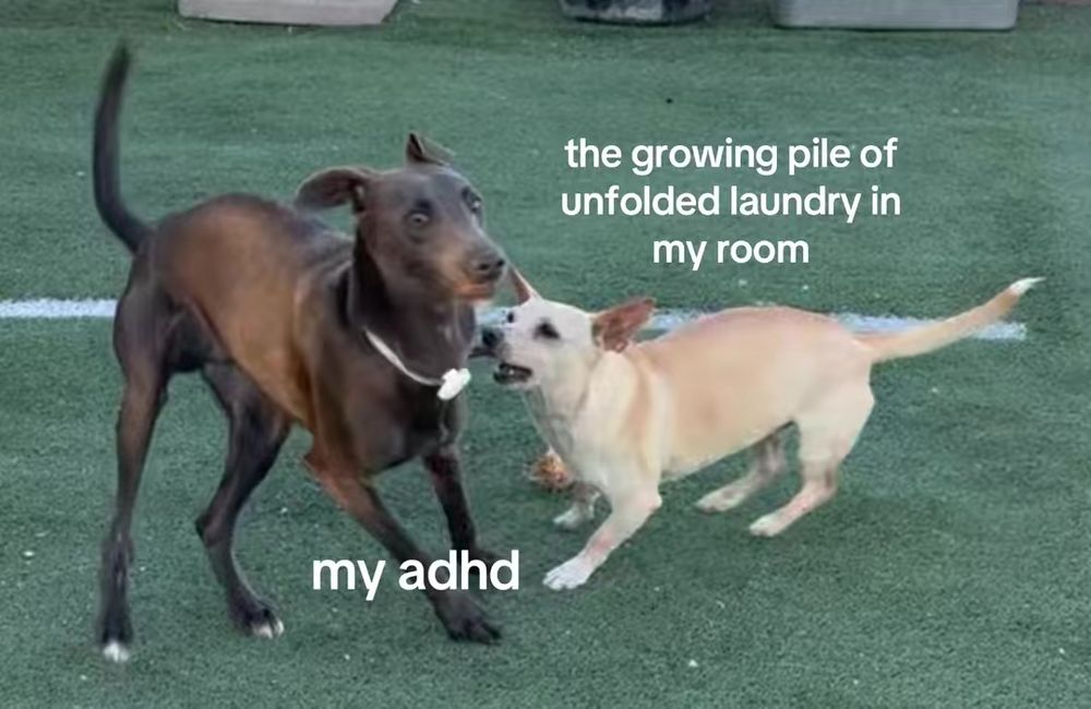 A chihuahua labeled "the growing pile of unfolded laundry in my room", barking at an uneasy-looking whippet labeled "my adhd"