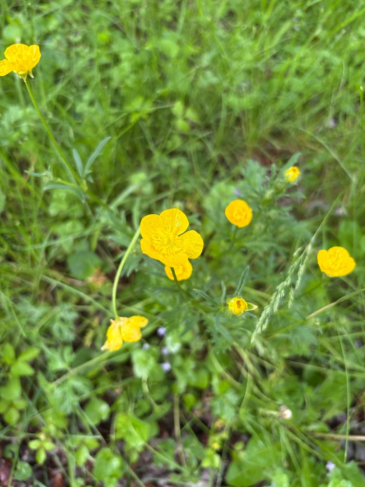 Several yellow buttercup flowers blooming in the lawn.