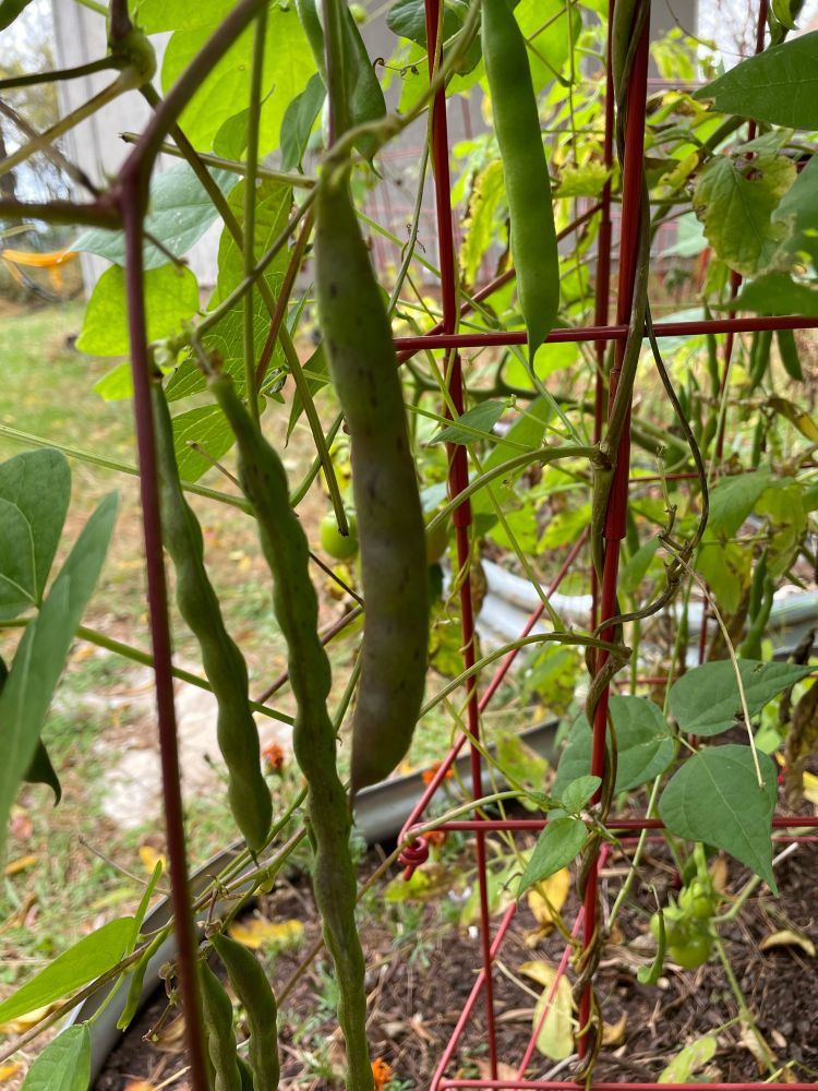 View of bean plants on a red trellis. Pods are green with purple streaks and several bumps of mature beans.