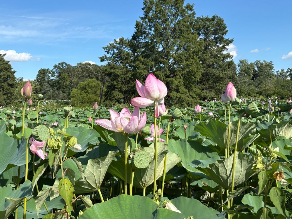 Pink lotus flowers standing tall amongst the floppy leaves