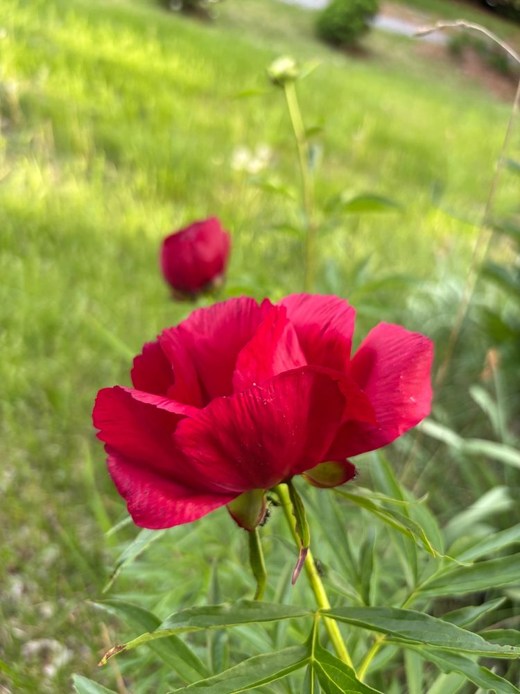 A red peony blooming with a red bud in the background.
