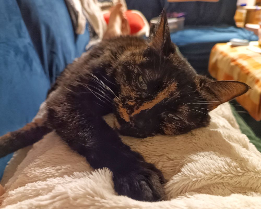 A cat lying on someone's chest, looking up at them lovingly
