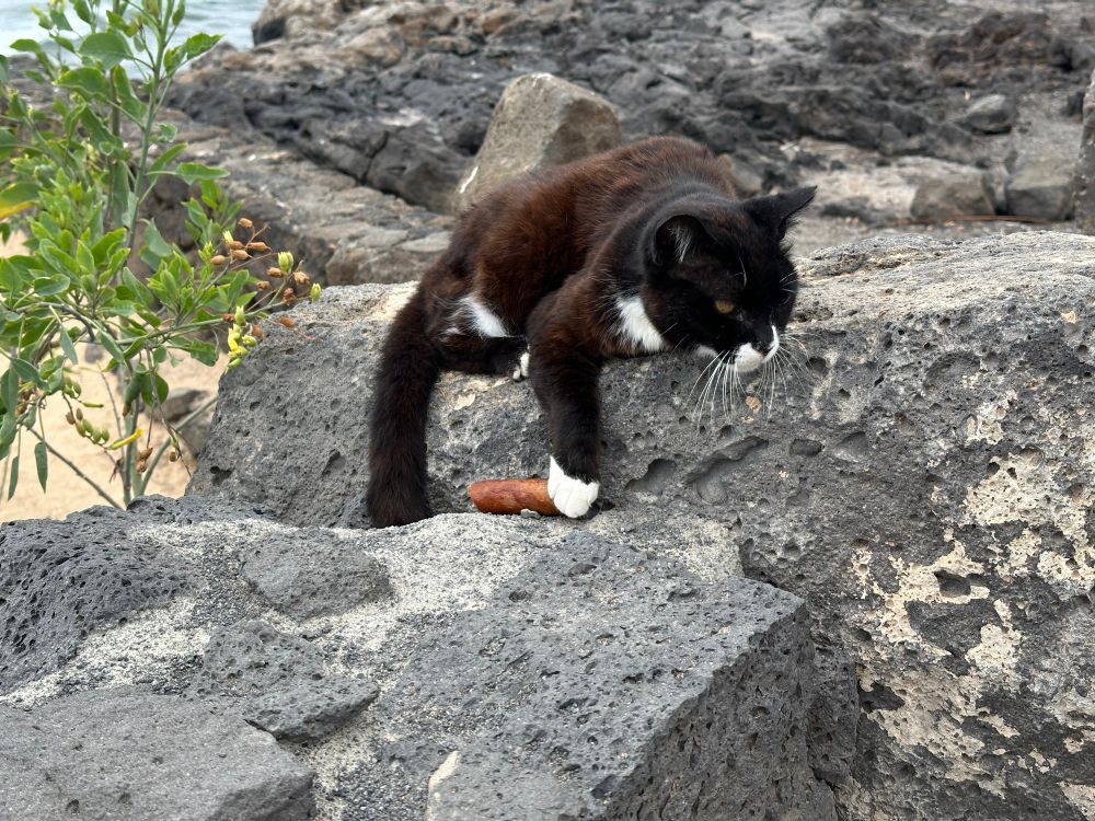 Un chat qui se tape du chorizo 💃