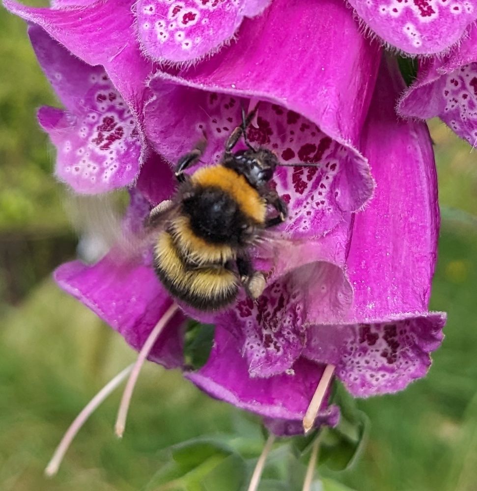 A photo of a bee reversing out of a foxglove flower