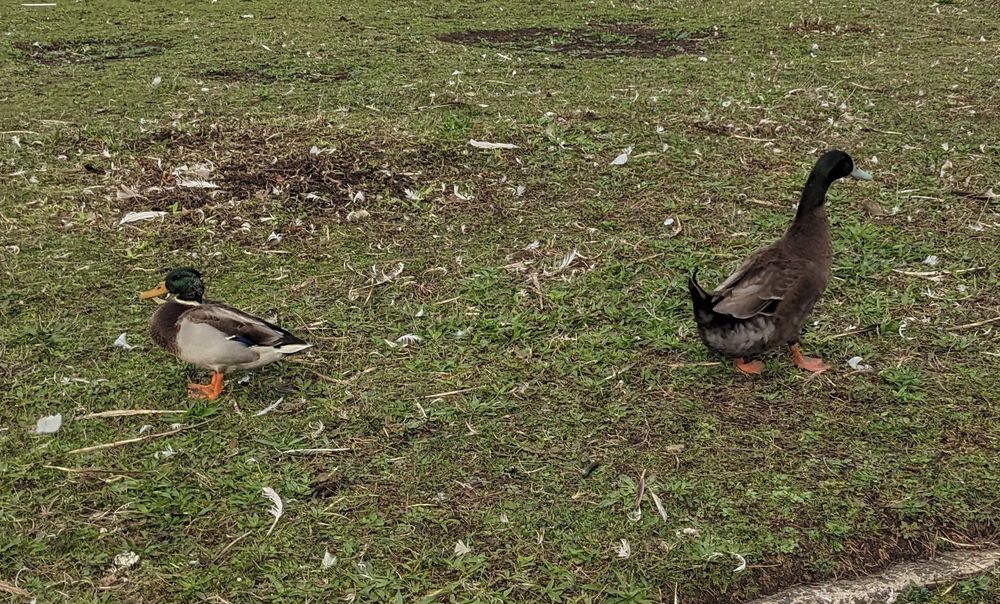 Photo of two ducks on some grass. At the left is a regular male mallard while on the right is the unidentified duck, predominantly brown, slightly green head, and a with blue-green tint to its beak. And it's almost twice the size of the mallard. 