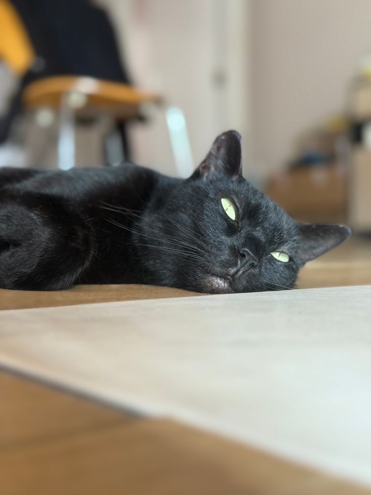 The greatest cat in the world 