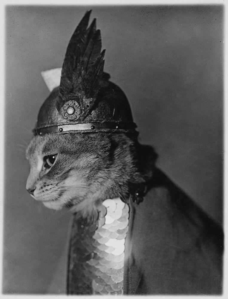 profile of a cat wearing a winged helmet and armour