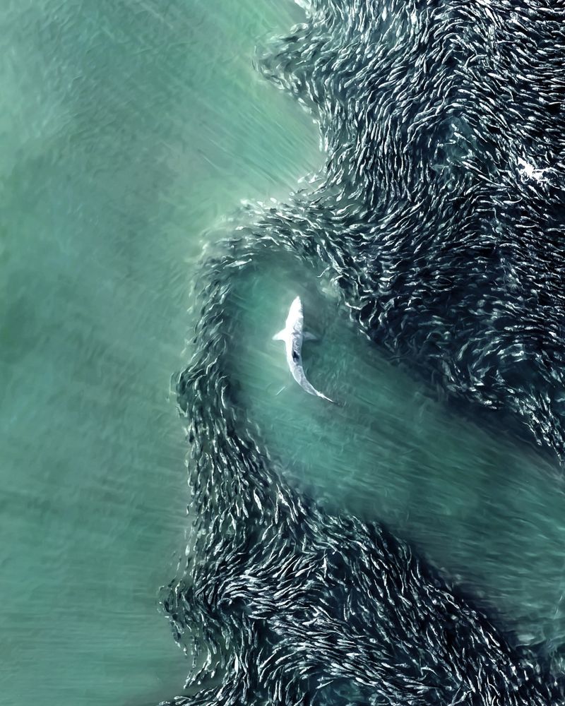 aerial view looking down on a shark? swimming through a shoal of fish as they get out of its way.