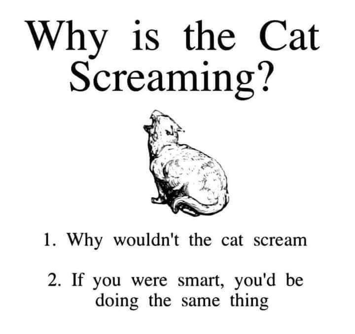 image of a cat screaming
why is the cat screaming
1 why wouldn't the cat scream
2 if you were smart, you'd be doing the same thing
