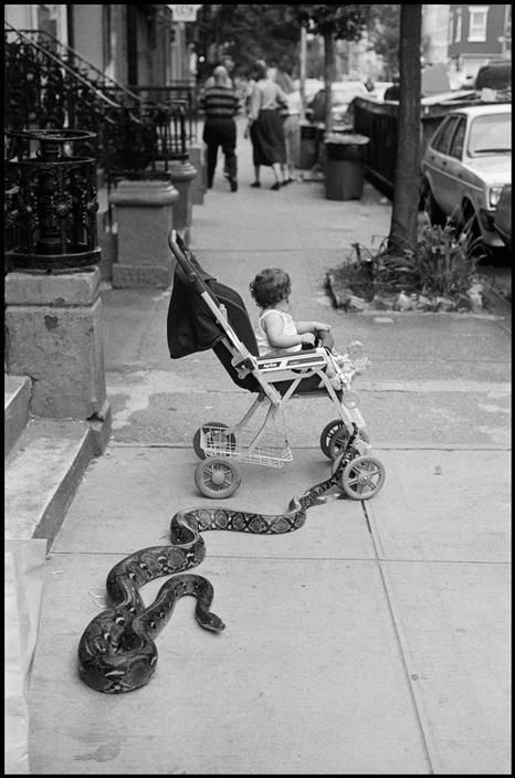 child in a push chair, a large snake slithers around on the sidewalk