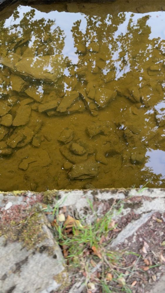 a view down into a river bed, reflecting trees
