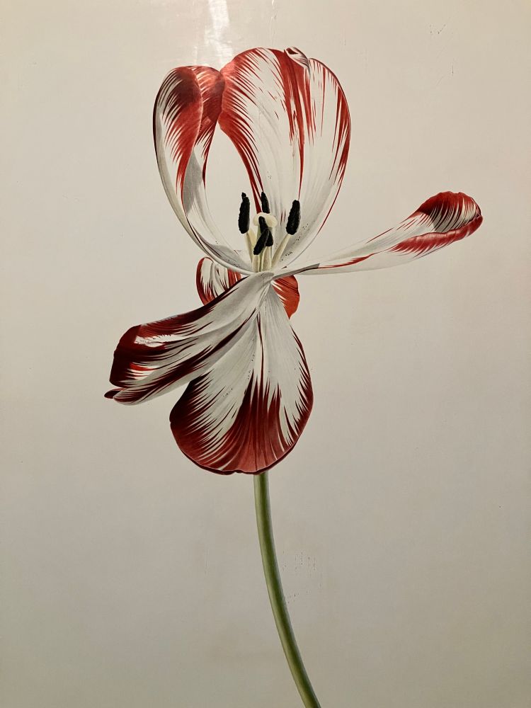 Dying tulip watercolour on vellum by Rory McEwen