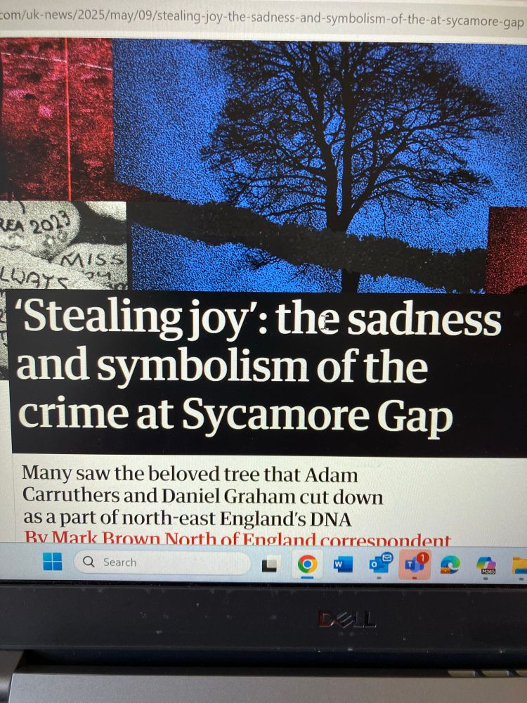 Article on the Guardian’s website about the sycamore gap tree felling legal case  