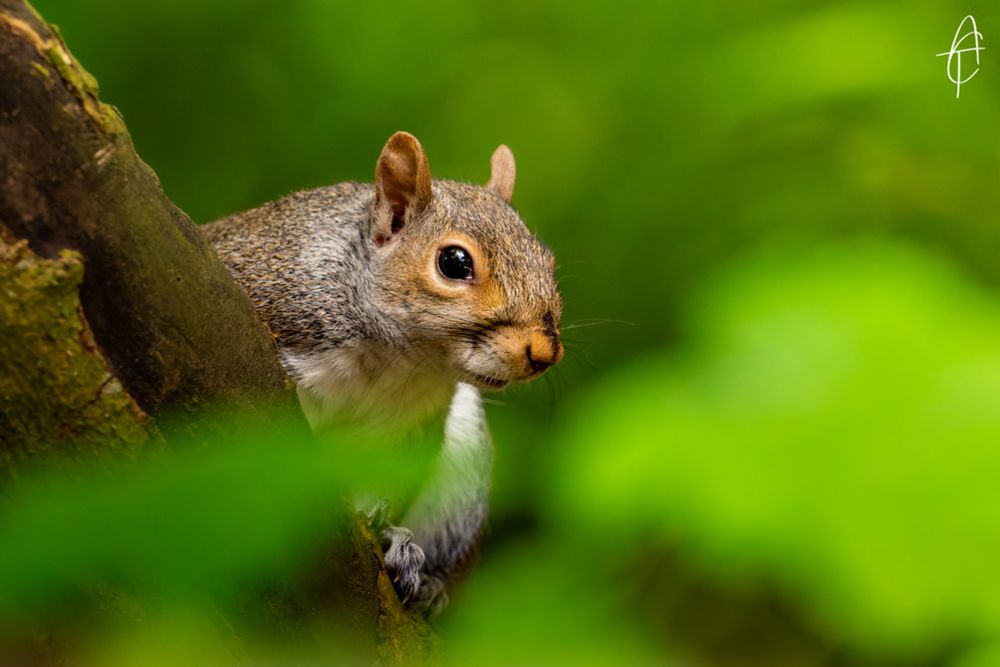 A photo of a a grey squirrel perched on the side of a tree, with foliage partially covering the foreground. A tree trunk positioned on the left side of the frame, with a vibrant green background framing the squirrel.
