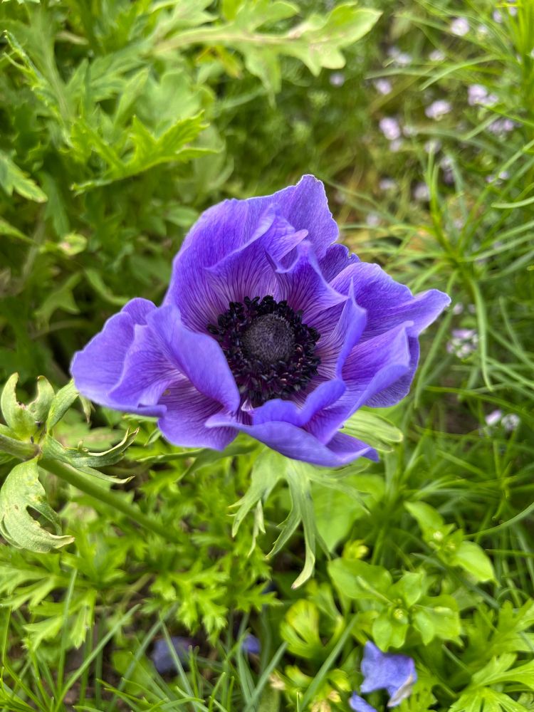 A purple poppy anemone blossom