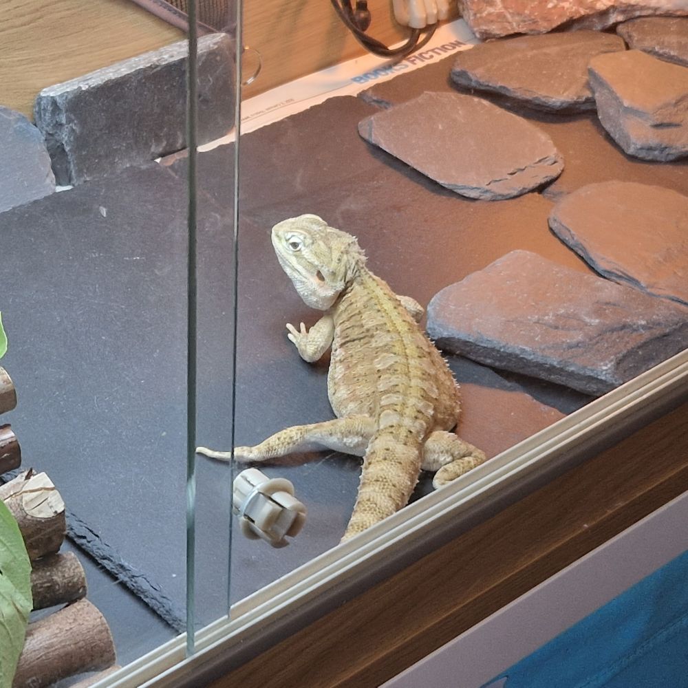 Photo of Korg showing his sexy leg.