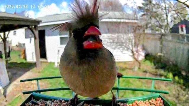 Lady cardinal having a rough day.