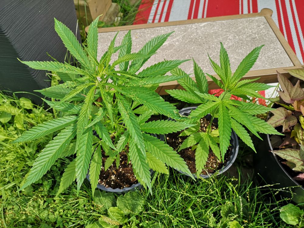 Two female cannabis plants.