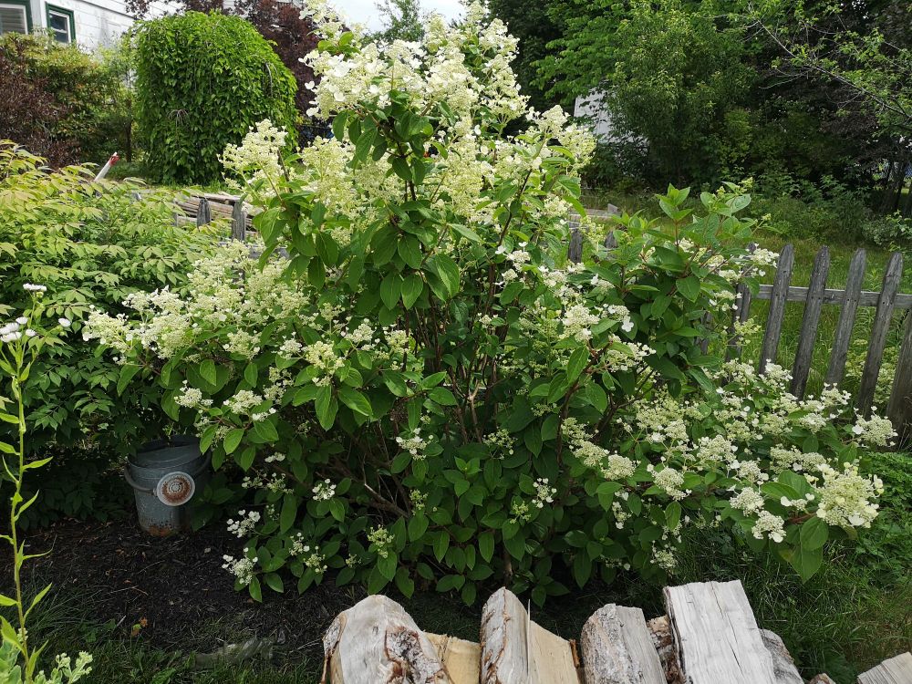 Flowering hydrangea bush.