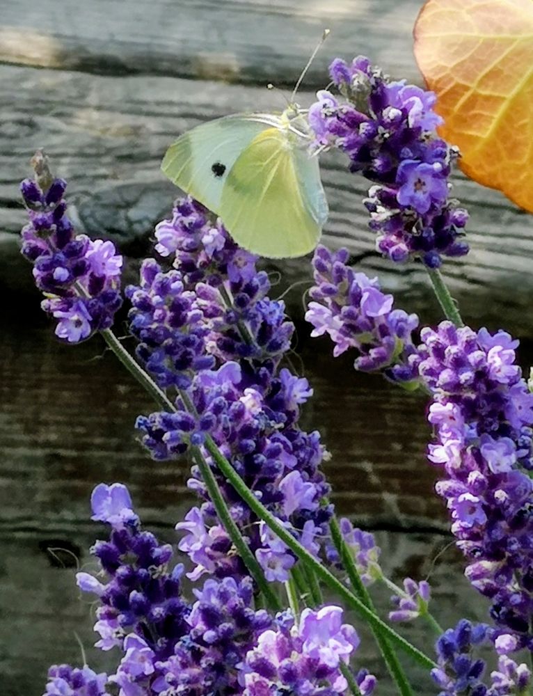 Yellow butterfly resting on lavender blossoms.