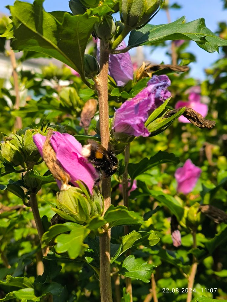 Eine Hummel auf einem Hibiskusstrauch im Garten, auf dem Rücken Blütenstaub
