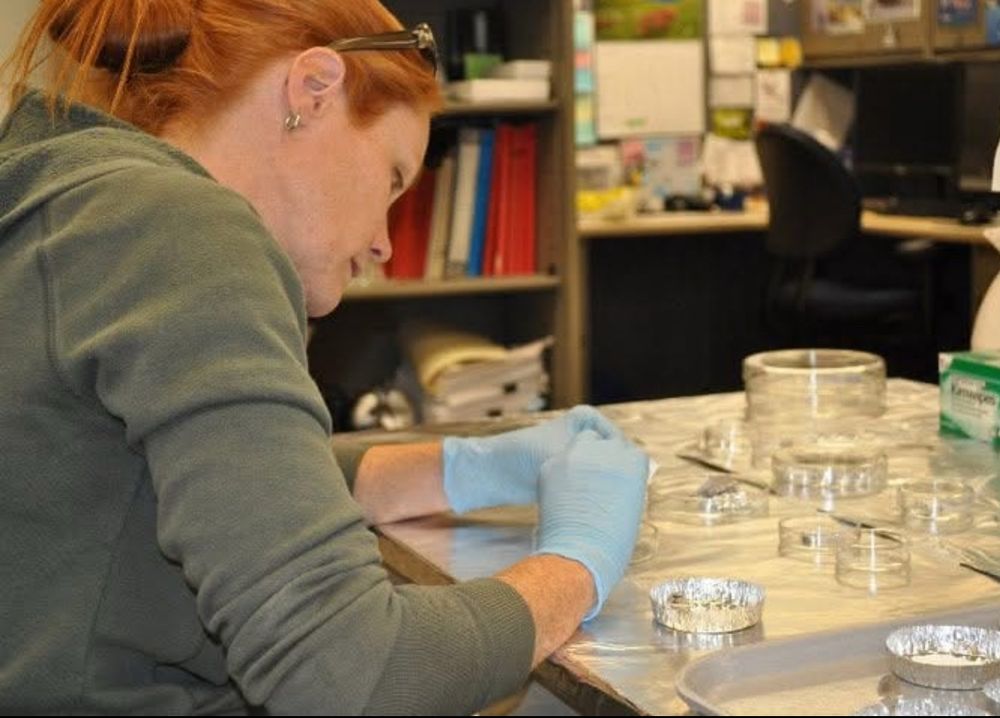 A women in nitrile gloves sits at a lab bench covered with small plastic dishes sorting mineral grains. 