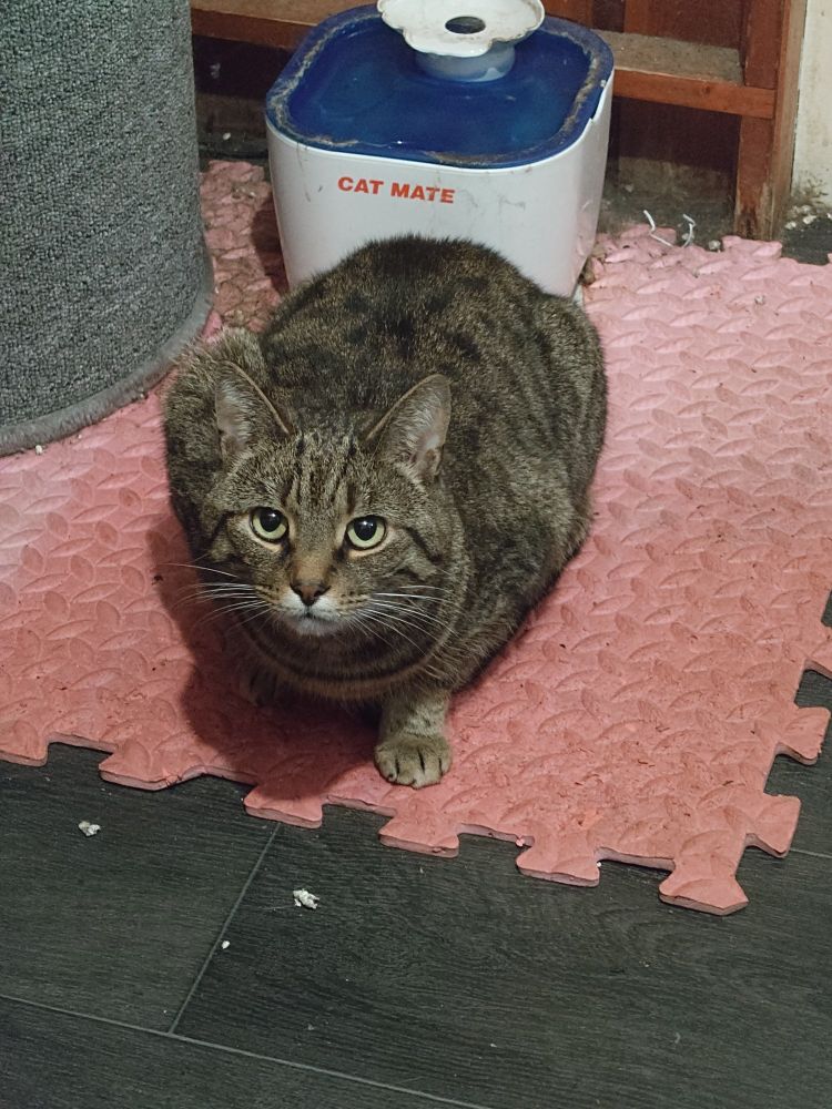 A tabby cat with an intent expression. It's left foreleg is forward of it's body and it's right foreleg is back, as lift it we're about to launch itself forward. It has been like that for 15 minutes.