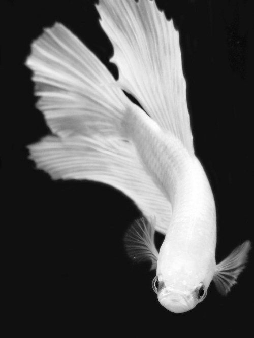A white betta fish swims against a stark black background, its large tail fin and delicate pectoral fins prominently displayed as it gazes directly at the camera with large, round eyes. *) Alt text generated by AI