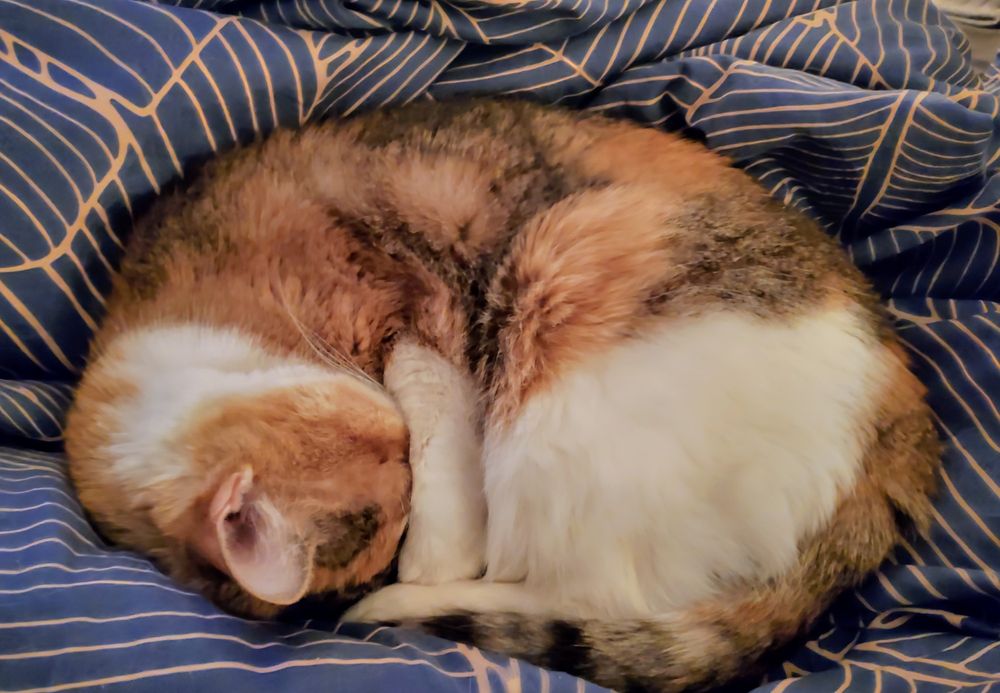 Small, old, white and orange cat curled up into tight ball on a bed
