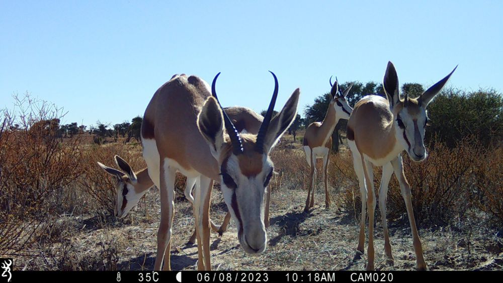 PhD Position in Biodiversity Monitoring using Camera Traps