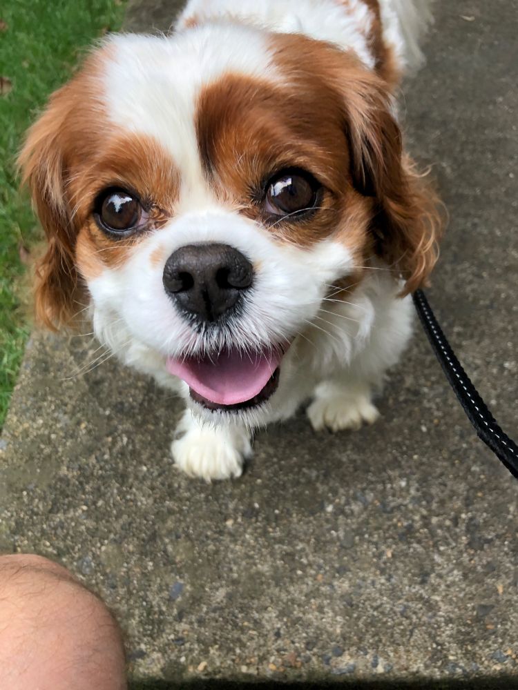 Max the cavalier King Charles spaniel as Barbenheimer
