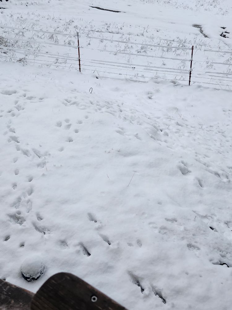 Footprints of a cat who loves the snow. 