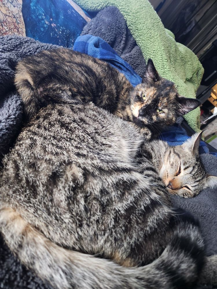 Cuddle puddle with tort and brown tabby. 