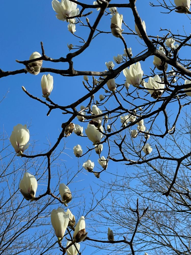 白木蓮が咲いている　背景は青空