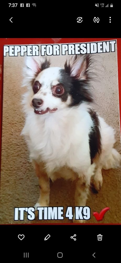 Black and white chihuahua known as pepper tge smeps runs for president It's time for K9