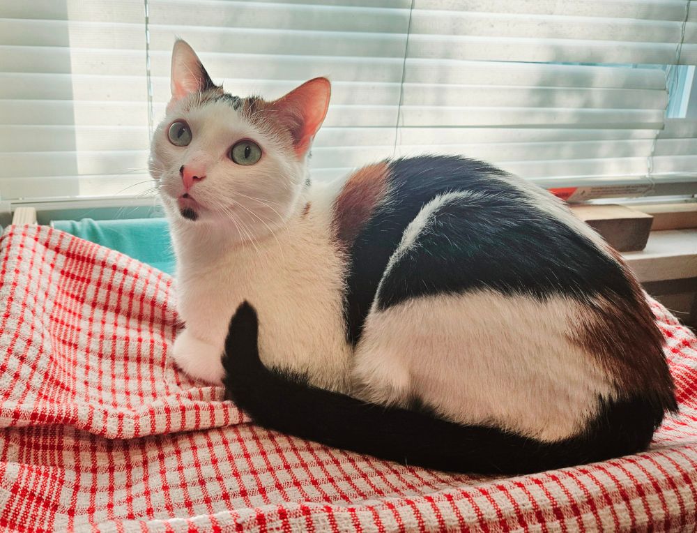 A cute white cat with black and brown spots, sitting on a red gingham hammock looking upward in front of a window.