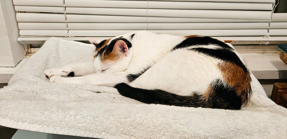 A small white cat with black and brown spots, sleeping on a white bed in front of window blinds.