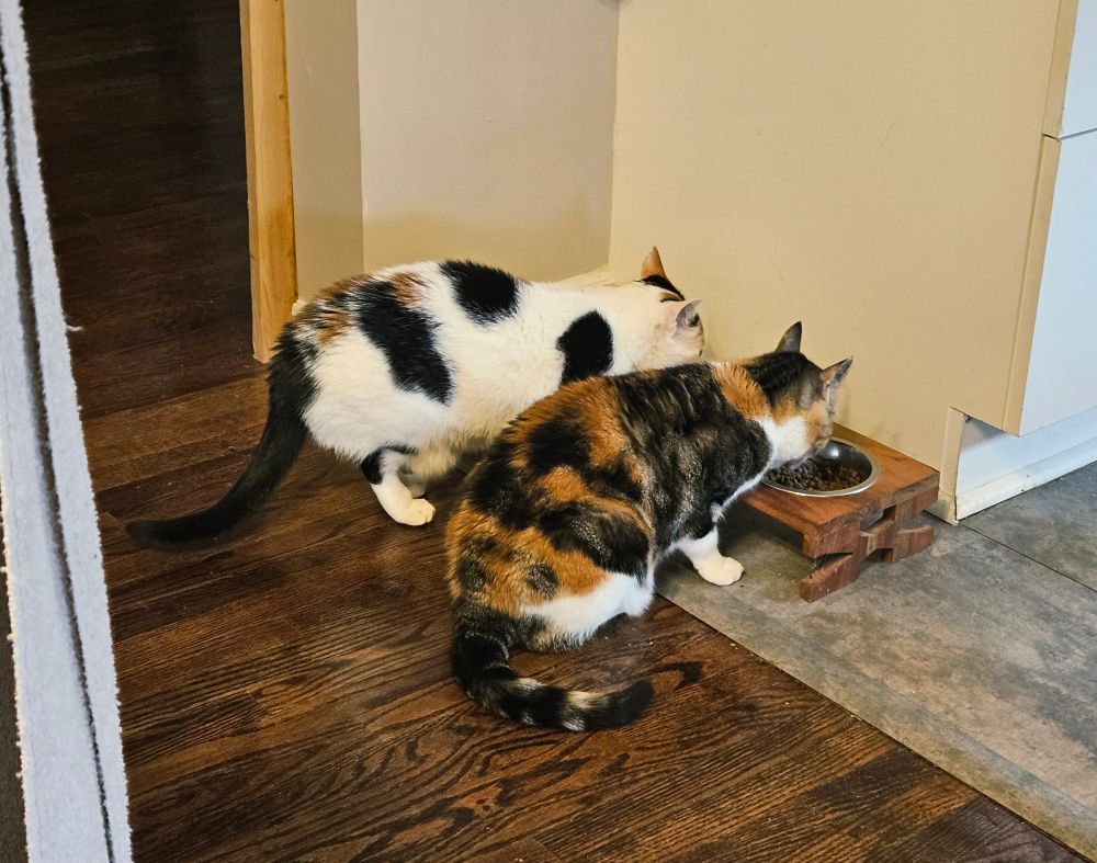 A pair of small calico cats eating side by side at a food dish.